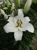 [5226 Tisento VZ No02.JPG]